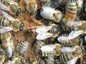 治蜂螨最快的药是什么？