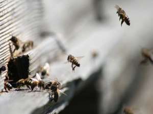 如何控制蜜蜂的自然分离？