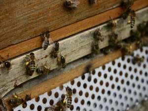意大利蜜蜂可以在固定的地方养殖吗？