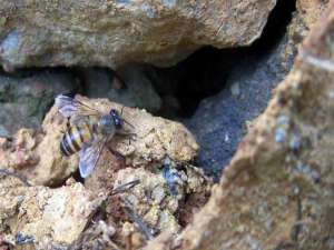 什么时候挖捕蜂洞最好？