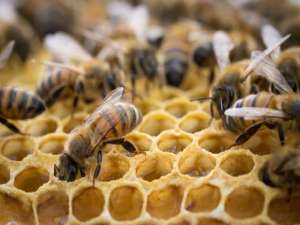 蜜蜂什么时候会快速造脾？