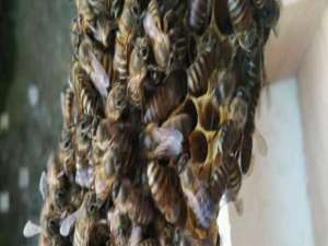 中蜂良种蜂王-如何从蜂群中找到蜂王？