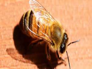 蜜蜂蜂王-春天如何管理蜜蜂？