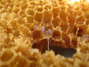 吃老蜂窝蜂蜜怎么治疗鼻炎？