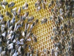 怎么养蜂蜜蜂-如何管理秋天的蜜蜂？