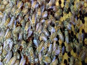 没有蜂王的蜂子怎么养-500个中国蜂蛋能喂吗？