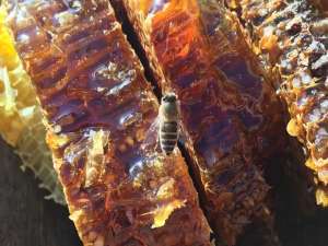 蜂巢蜜的功能和功效与禁忌人群