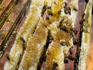 土蜂蜜怎么取蜜-如何不用摇蜜器就能得到蜂蜜？