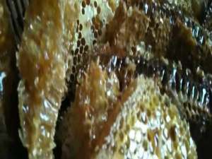 土蜂蜜的用途-用土蜜泡水有什么效果？