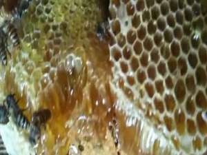 冬蜜是土蜂蜜-土蜜和百花蜜哪个好？