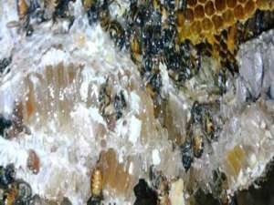 黑蜂椴树雪蜜-蜜蜂产的土蜂蜜是什么蜂蜜？