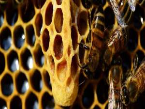 蜜蜂蜂王-什么是处女蜂王？