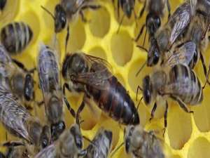 中蜂良种蜂王-蜂王有什么特点？
