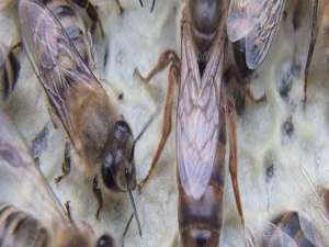 卡尼鄂拉蜂王图片-卡尼埃拉的蜜蜂有什么特点？