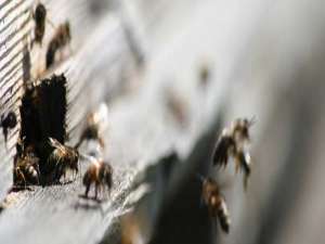 轻蜂-什么是成熟的蜜蜂？