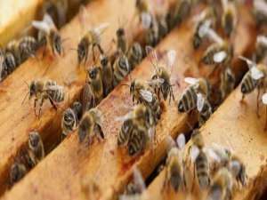 儿童生长发育的一般规律是什么-蜜蜂生长发育有几个阶段？