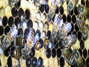 中蜂箱全套30一40元-中国蜜蜂腐烂的原因是什么？