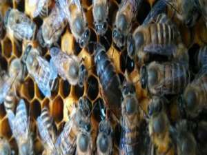甲醛有气味吗,能闻到吗-中国蜜蜂要多久才能关掉气味才能混合？