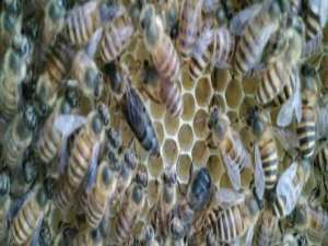 中蜂养殖技术大全-中国蜜蜂喂什么东西繁殖快？