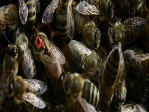 人工合成蜜蜂信息素-什么是蜂王物质(蜂王信息素)？