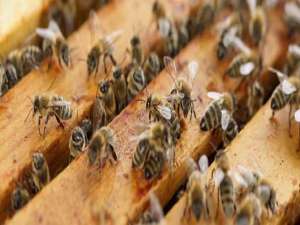 冰箱调温度1234哪个温度低-蜜蜂是如何调节温度的？