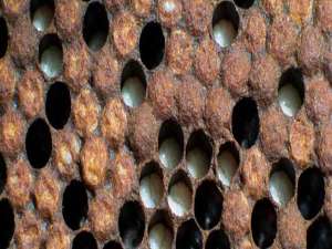 蜜蜂需要的最低的温度-温度对蜜蜂有什么影响？