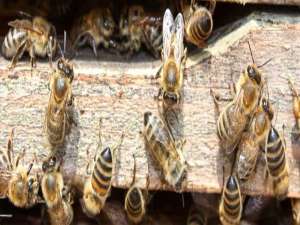 转转卡-什么在转向养蜂？