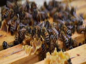 蜂箱-蜜蜂在春天衰老是什么？