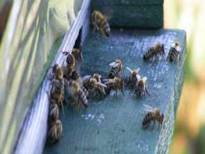 中蜂出现盗蜂一怎么办-如何防止蜜蜂被盗？