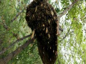 人工分蜂后蜜蜂不出勤-蜂王工蜂自然上班需要几天？
