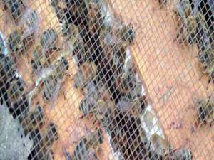 中蜂就地人工分蜂技术-什么是人工蜜蜂分离？