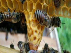 人工分蜂最佳时间视频-人工蜜蜂什么时候分裂？