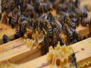 中蜂人工王台-不上王桌可以手动分蜂吗？