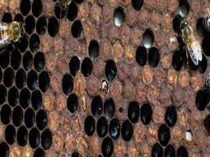 中华蜜蜂巢脾-一个窝脾能用几年？