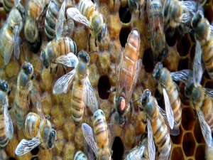 意蜂介入中蜂蜂王-蜂王可以干预蜂群吗？