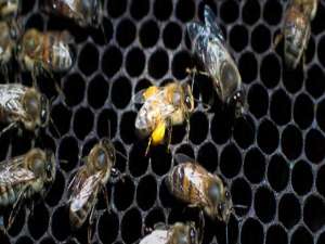 意蜂笼蜂价格-意大利蜜蜂是什么？