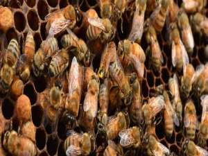 大花惠兰怎样安全越冬-蜜蜂安全越冬的条件是什么？