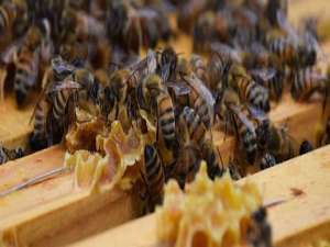 蜜蜂双王群饲喂器-蜜蜂双胞胎有什么优点？