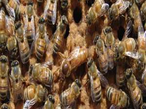 中蜂双王最实用的蜂箱-两只蜂王可以共用同一个蜂巢吗？