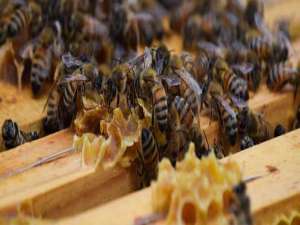 蜜蜂是-秋季如何调整蜜蜂的群体势？