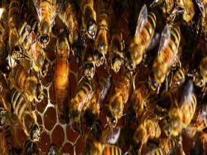 蜜蜂双王群的饲养-蜜蜂能互相争斗吗？