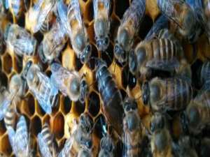 双王箱可以养中蜂吗-中国蜜蜂能养双王吗？