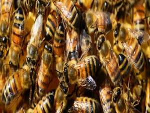 意蜂双王-养一只蜜蜂好还是养两只蜜蜂好？