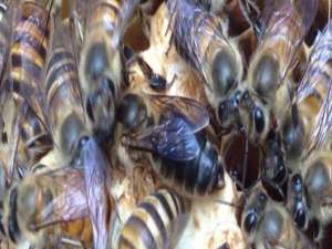 中蜂双王群组织视频-中国蜜蜂双胞胎的区别是什么？