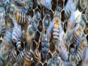养蜂蜂箱-如何在越冬期间查看蜂群？