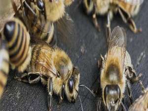 大花惠兰怎样安全越冬-如何保证蜜蜂安全越冬？