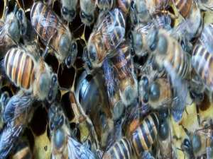 中蜂失王多少个小时才能介王-中国蜜蜂丢了蜂王怎么办？