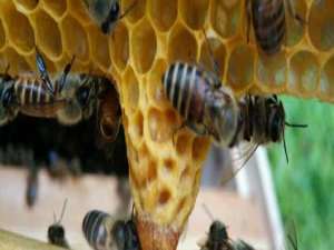 蜜蜂自然分蜂-为什么中国蜜蜂容易自然分离？