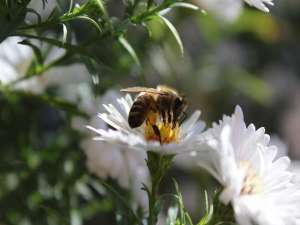 怎么辨别蜂针在不在？蜜蜂有倒下的内脏，而黄蜂一般找不到毒针！