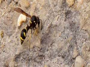 被蜂子蛰了怎么消肿-黄蜂蛰后能自行消肿吗？